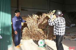 Cây dại ven sông thành nguyên liệu sản xuất sản phẩm xuất khẩu