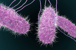 Triệu chứng và biện pháp đề phòng nhiễm khuẩn Salmonella