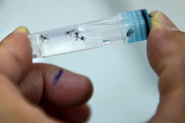 Vaccine đơn liều đầu tiên trên thế giới phòng bệnh sốt xuất huyết