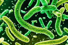 Phân biệt ung thư dạ dày và loét dạ dày