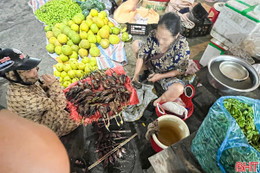 Công khai bày bán chim trời tại chợ dân sinh 