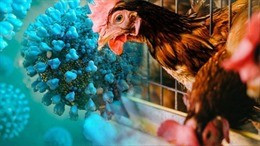 Giới khoa học lo ngại ca H5N1 có dấu hiệu thích nghi với người