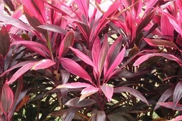 Tác dụng chữa bệnh của lá huyết dụ