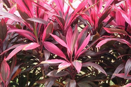 Tác dụng chữa bệnh của lá huyết dụ