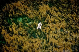 Ảnh chụp rong mơ ở Côn Đảo đoạt giải thưởng quốc tế