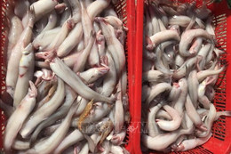 Phát hiện, thu giữ gần 10 tấn cá khoai sử dụng chất cấm để bảo quản