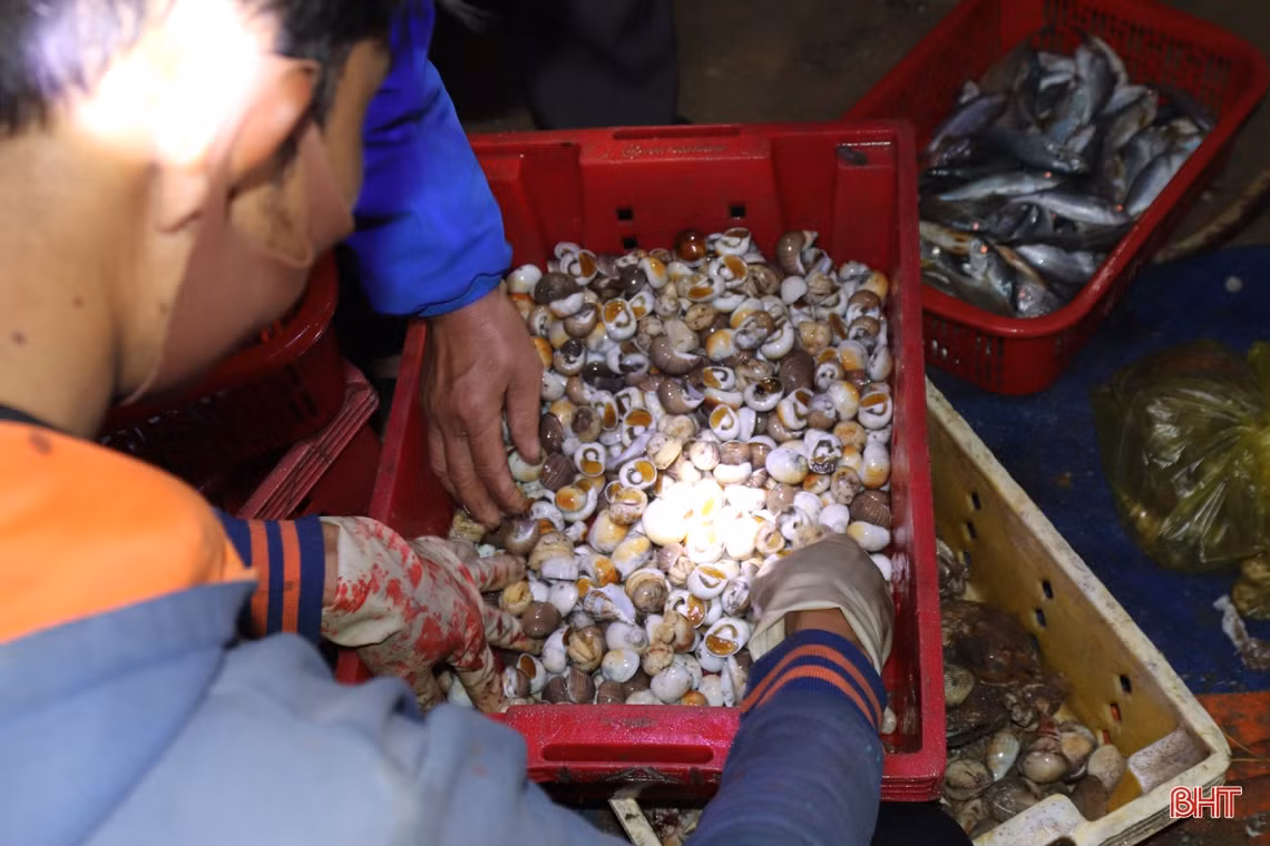 Về Hà Tĩnh đừng quên ghé chợ cá Cồn Gò!