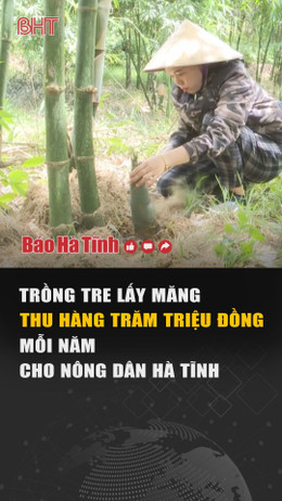 Trồng tre lấy măng thu hàng trăm triệu đồng mỗi năm cho nông dân Hà Tĩnh