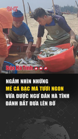 Những mẻ cá bạc má tươi ngon của ngư dân Hà Tĩnh