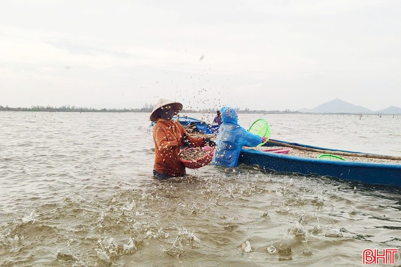 Người nuôi trồng xuống giống ngao ở khu vực Cửa Sót. image.jpg