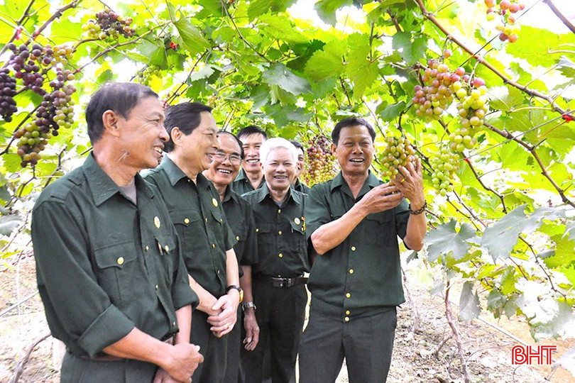 CCB Lê Văn Bình (ngoài cùng bên phải) là người tiên phong trong việc đưa nho đen Bình Thuận về địa phương. a1-6047.jpg