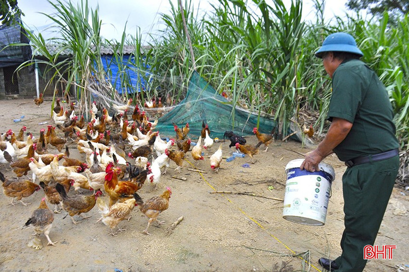 CCB Trần Văn Phúc ở xã Kỳ Bắc (huyện Kỳ Anh) chăm sóc đàn gia cầm để cải thiện sinh kế, thu nhập trong gia đình. z5908448319347-77e95030bde424097c57727c59460e3a-2985.jpg