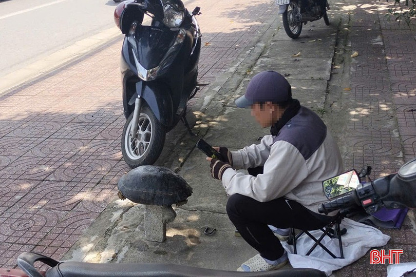 Cá thể rùa răng được bán rong trên vỉa hè đường Hà Huy Tập (phường Hà Huy Tập, TP Hà Tĩnh) vào trưa ngày 16/9. z5835526643475_cd4bdf15ddef8c8dc6c24465704ee2f7.jpg