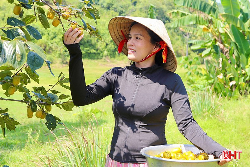 Sự đồng hành, định hướng và hỗ trợ quảng bá của các cấp đã giúp sản phẩm hồng Bình Du luôn đắt hàng, mang về nguồn thu ổn định. bqbht_br_img-0305-copy-1542-4825.jpg