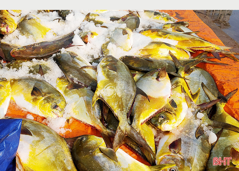 Nghe lão ngư Hà Tĩnh kể lại chuyện săn cá vàng dương ảnh 4 Nghe lão ngư Hà Tĩnh kể lại chuyện săn cá vàng dương