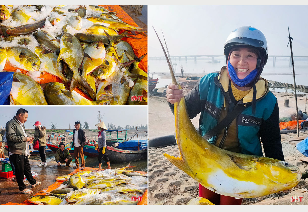 Nghe lão ngư Hà Tĩnh kể lại chuyện săn cá vàng dương