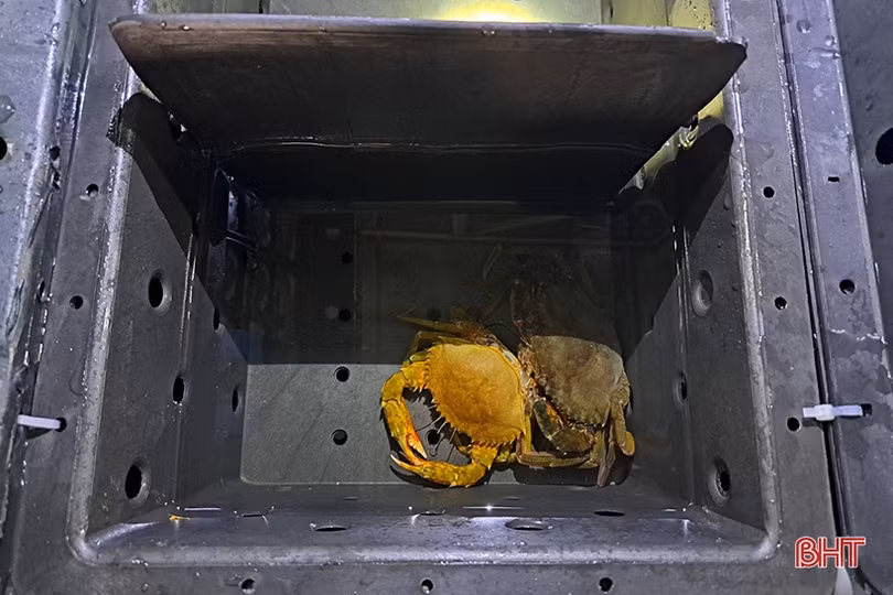 Độc đáo mô hình nuôi cua trong hộp nhựa đầu tiên ở Hà Tĩnh