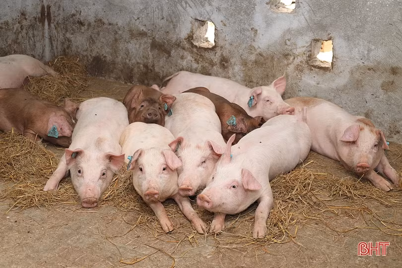 Lộc Hà thí điểm mô hình chăn nuôi lợn hữu cơ