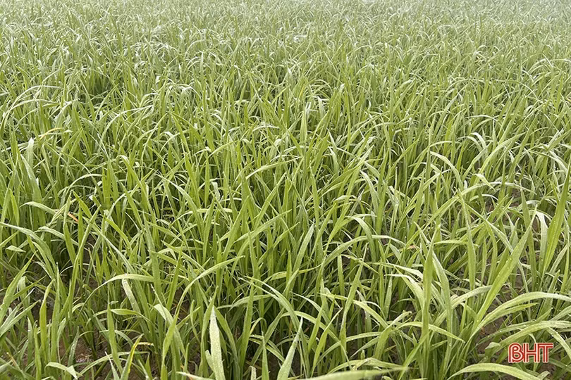 Chủ động khoanh vùng, xử lý sớm bệnh đạo ôn trên lúa xuân ở Hà Tĩnh