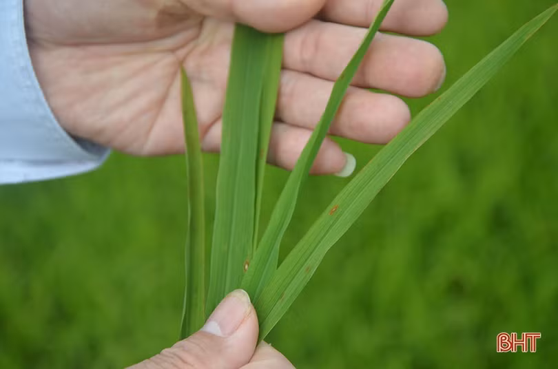 Chủ động khoanh vùng, xử lý sớm bệnh đạo ôn trên lúa xuân ở Hà Tĩnh