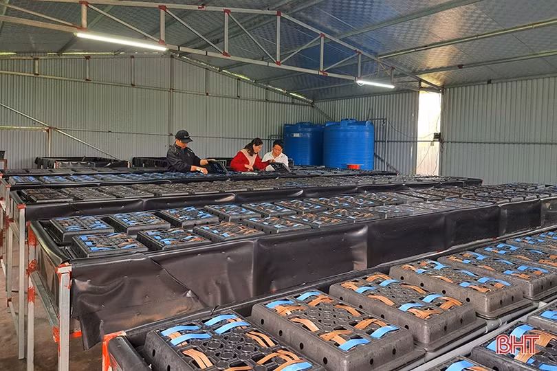 Độc đáo mô hình nuôi cua trong hộp nhựa đầu tiên ở Hà Tĩnh