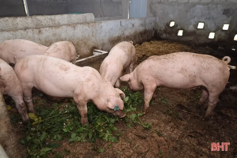 Lộc Hà thí điểm mô hình chăn nuôi lợn hữu cơ