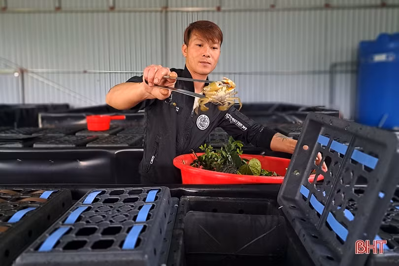 Độc đáo mô hình nuôi cua trong hộp nhựa đầu tiên ở Hà Tĩnh