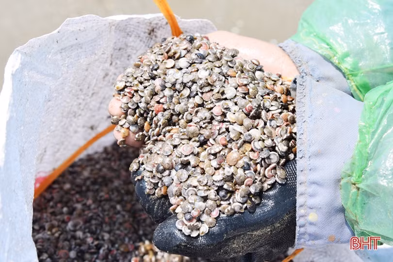 Người dân ven biển Lộc Hà “trúng đậm” ốc ruốc