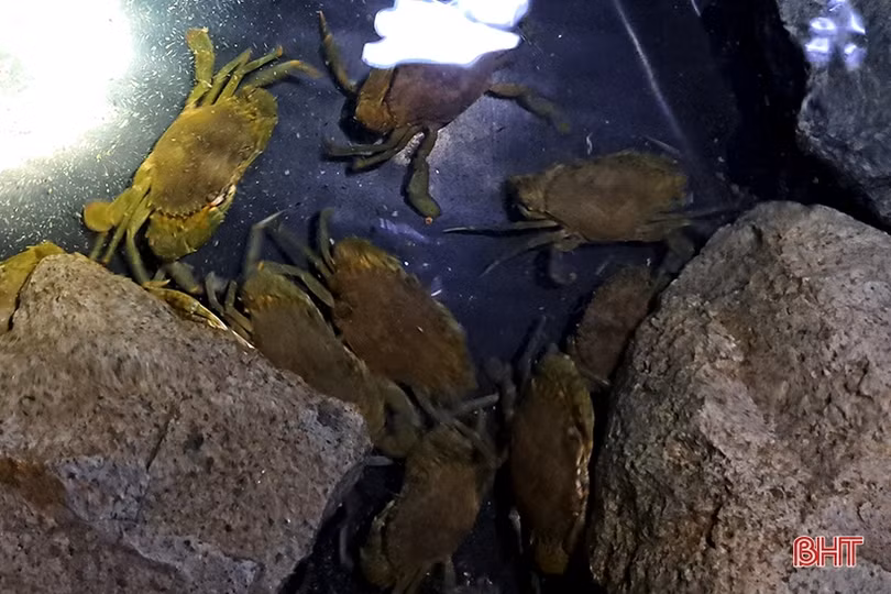 Độc đáo mô hình nuôi cua trong hộp nhựa đầu tiên ở Hà Tĩnh