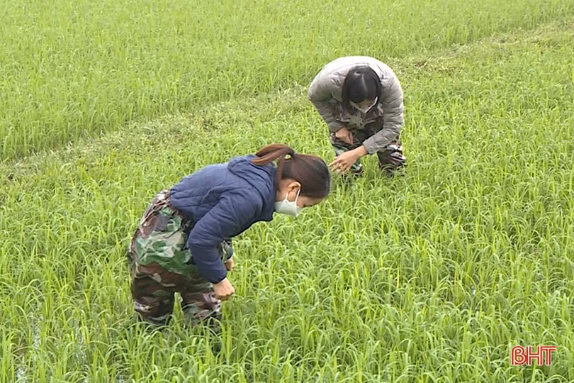 Chủ động khoanh vùng, xử lý sớm bệnh đạo ôn trên lúa xuân ở Hà Tĩnh