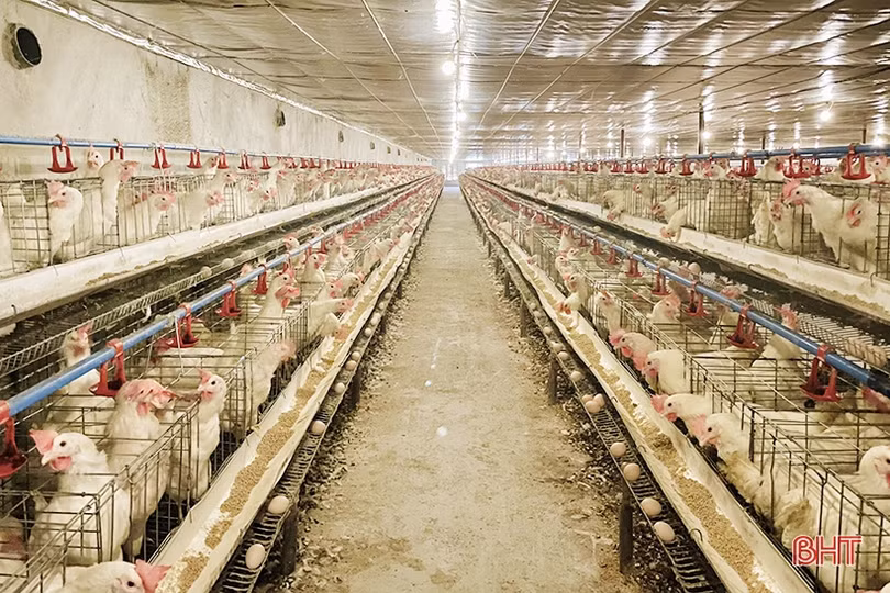 Nuôi gà Ai Cập đẻ trứng ở Thạch Hà