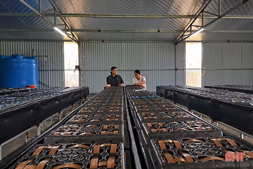 Độc đáo mô hình nuôi cua trong hộp nhựa đầu tiên ở Hà Tĩnh