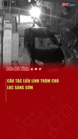 Cẩu tặc liều lĩnh trộm chó lúc sáng sớm 