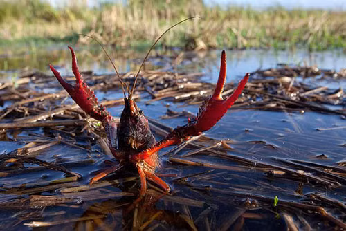 Tôm hùm đất có thể trở thành “đại họa” cho nông nghiệp Việt Nam