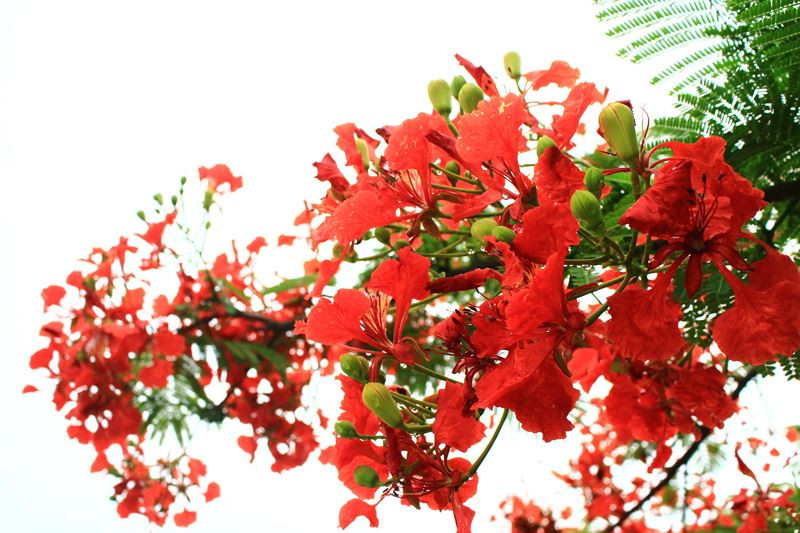 Ô hay mùa Hạ! ảnh 2 Ô hay mùa Hạ!