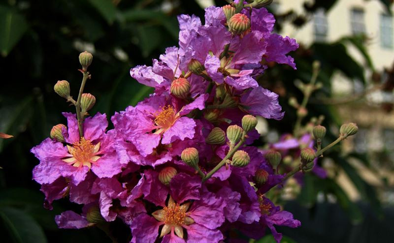 Ô hay mùa Hạ! ảnh 4 Ô hay mùa Hạ!