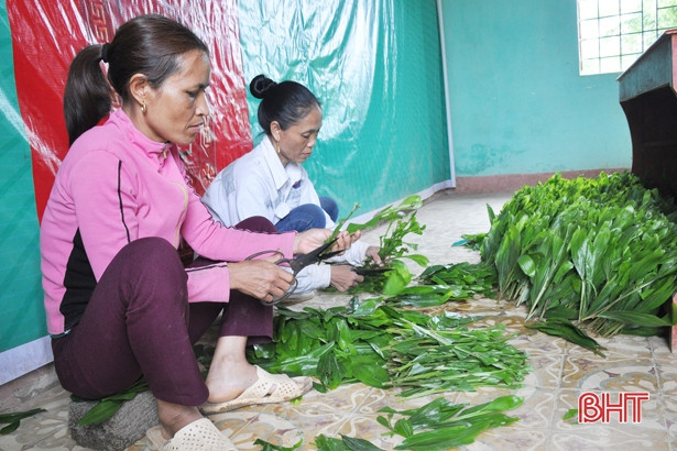 Hà Tĩnh sản xuất 3 triệu cây giống, trồng hơn 1.700 ha rừng