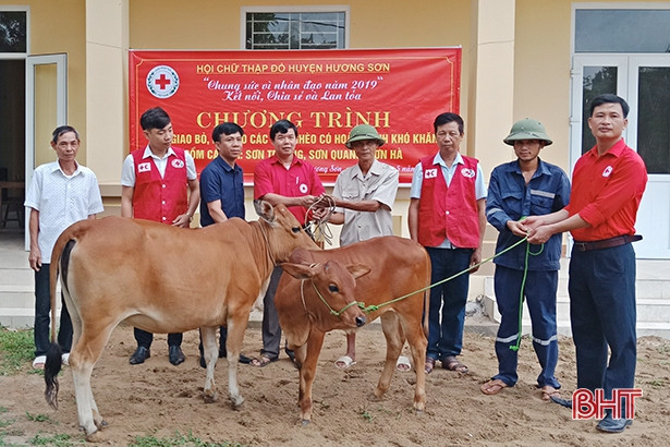 Lạ kỳ bê con có 3 tai ở Kỳ Anh