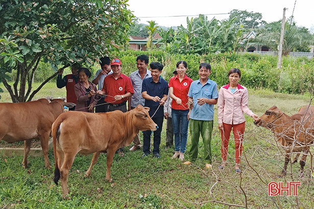 Hội Chữ thập đỏ trao 20 con bò, bê cho hộ nghèo Hương Sơn