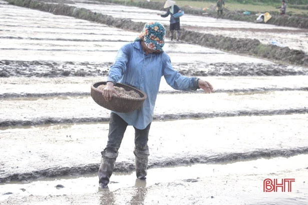 Mưa “vàng” tắm mát ruộng đồng Hà Tĩnh