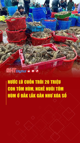 Nước lũ cuốn trôi 20 triệu con tôm hùm, nghề nuôi tôm hùm ở Đắk Lắk gần như xóa sổ 