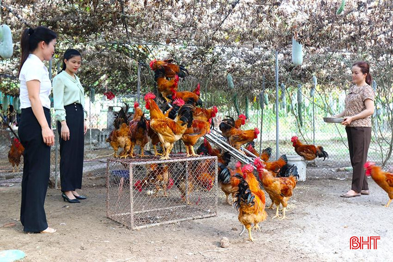 Vườn mẫu của gia đình chị Hoàng Thị Huyên ở thôn Cường Thịnh, xã Xuân Yên 1.jpg