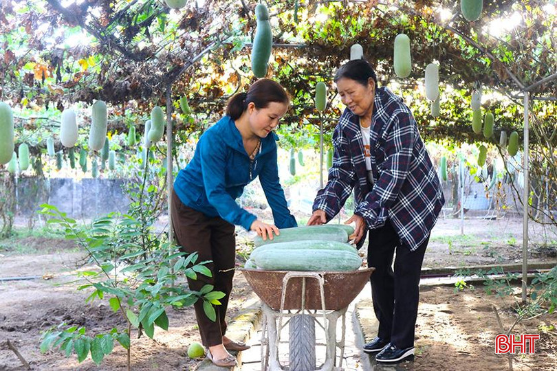 Hàng năm vườn mẫu của chị cho thu nhập hàng trăm triệu đồng 4.jpg