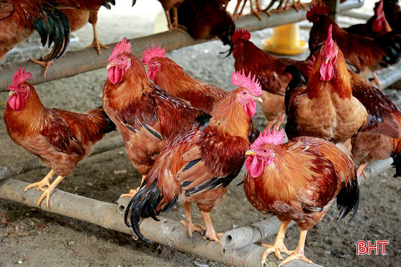 Chăn nuôi của Tổ hợp tác chăn nuôi gà xã Cổ Đạm đạt tiêu chuẩn VietGAHP bqbht_br_5.jpg