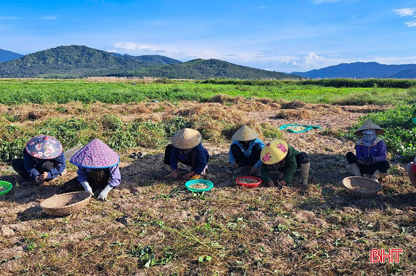 Nông dân thu hoạch hành chủ yếu đem đi bán lẻ. bqbht_br_2.jpg