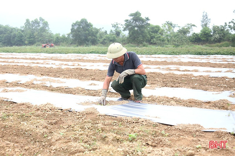 Người dân kiểm tra đồng dưa sau 10 ngày xuống giống bqbht_br_7.jpg