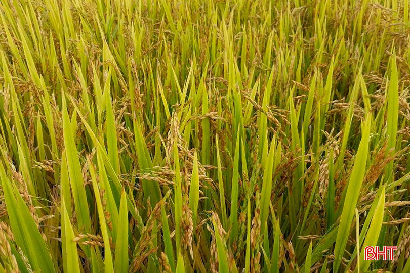 Vào kỳ thu hoạch, giống lúa Hana số 7 xảy ra hiện tượng lúa bông ngắn, trổ không cúi. bqbht_br_3.jpg