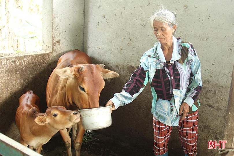 Bà Trần Thị Hà ở thôn Đông Biên, xã Xuân Hải tham gia chăn nuôi bò sinh sản 2.jpg