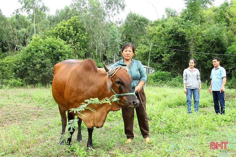 Chăn nuôi bò sinh sản mang lại hiệu quả cho người nghèo Nghi Xuân 1.jpg