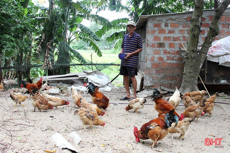Tham gia mô hình nuôi gà, gia đình ông Nguyễn Công Trử ở xã Xuân Thành đã cải thiện được cuộc sống 6.jpg